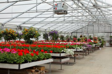 Schöne Pflanzen für Balkon, Terrasse und Garten