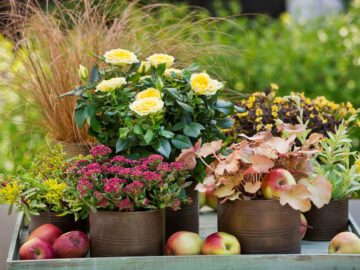 Farbspektakel im Herbst: Jetzt erwartet Sie ein buntes Pflanzenangebot!